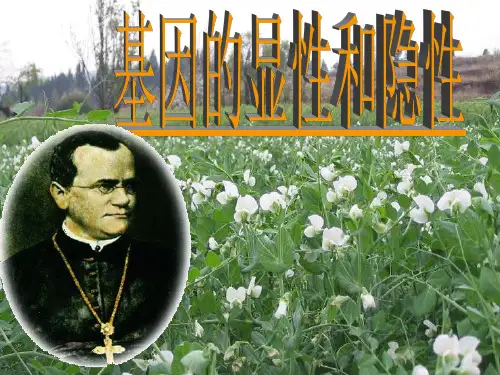 人教版八年级下册生物第七单元第二章第三节 基因的显性和隐性课件