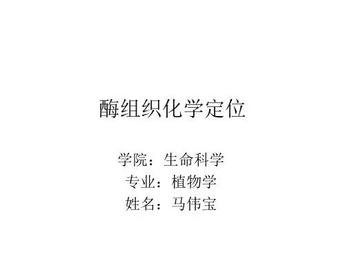 组织化学定位