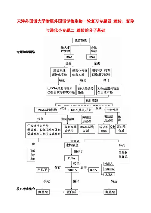 高考生物一轮复习 专题4 遗传变异与进化2遗传的分子基础教案 新人教版