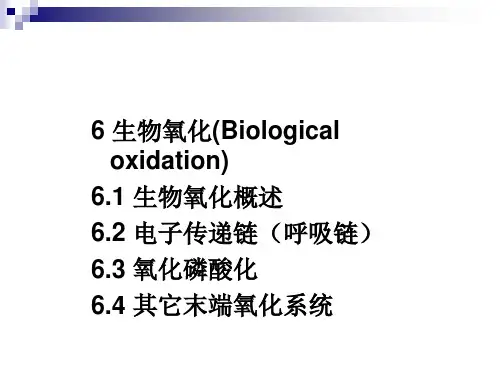 7生物氧化