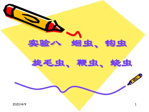 实验八蛔虫钩虫旋毛虫鞭虫蛲虫