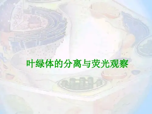 7叶绿体的密度梯度离心分离与荧光观察_解析