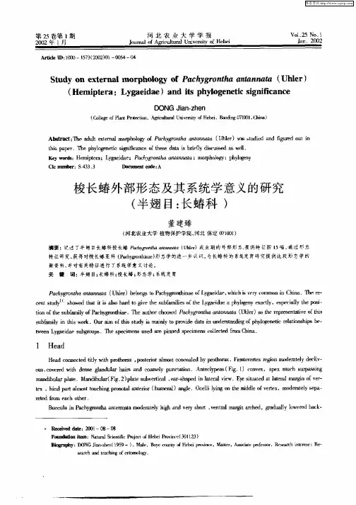 梭长蝽外部形态及其系统学意义的研究(兰翅目：长蝽科)