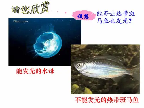 基因工程的原理及其应用