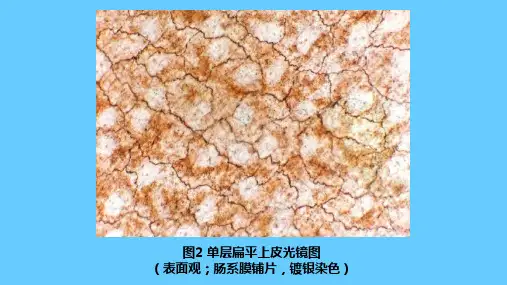组胚图谱