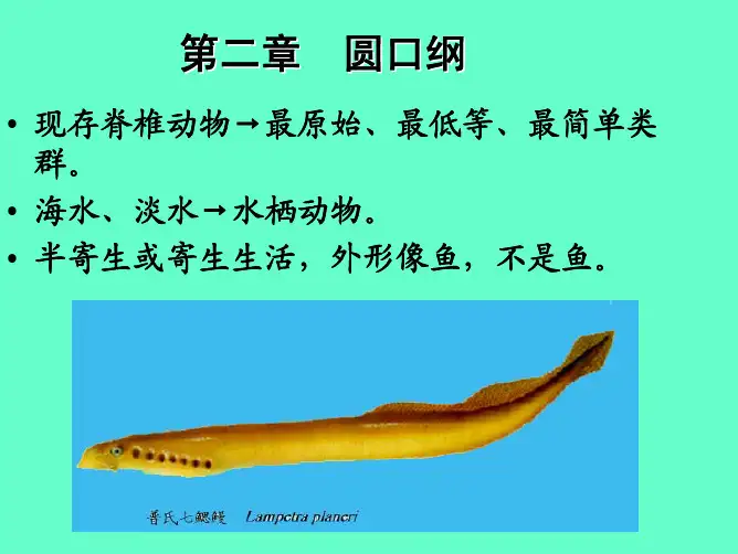 动物学 圆口纲