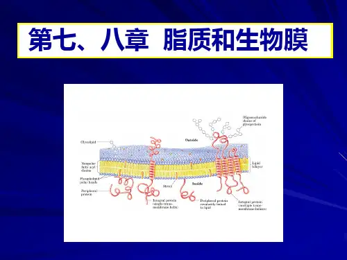 脂质与生物膜
