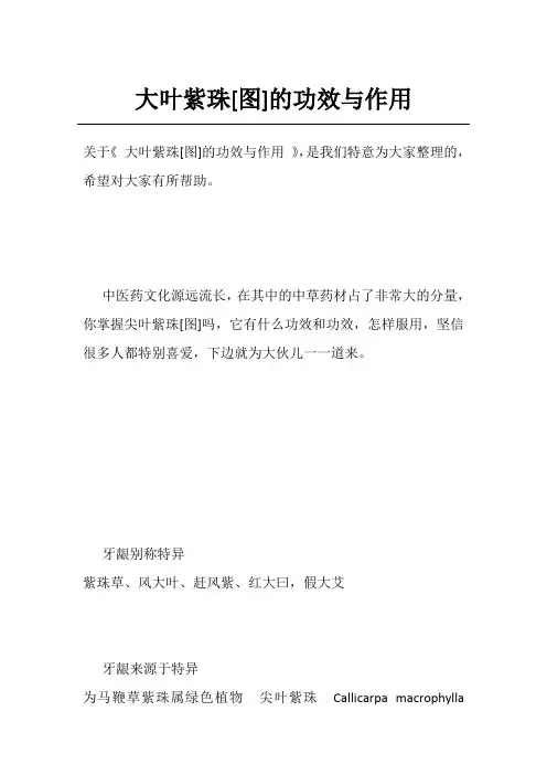 大叶紫珠[图]的功效与作用