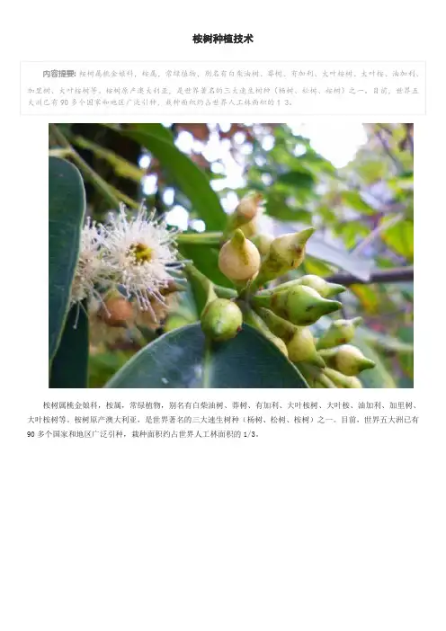 桉树种植技术