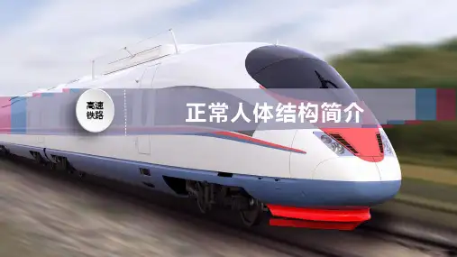 正常人体结构简介