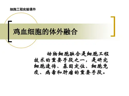 鸡血细胞的体外融合