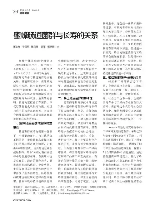蜜蜂肠道菌群与长寿的关系