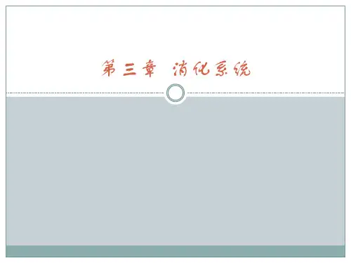 中职《人体解剖学》PPT第3章  消化系统
