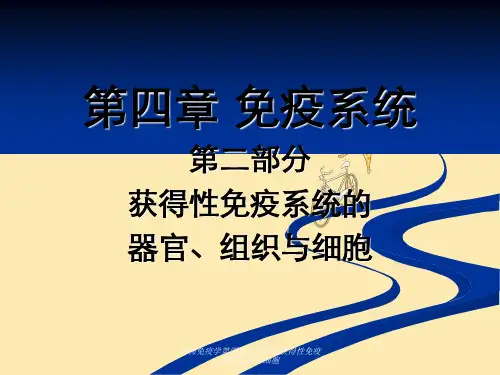 动物免疫学第四章免疫系统获得性免疫系统组织和细胞