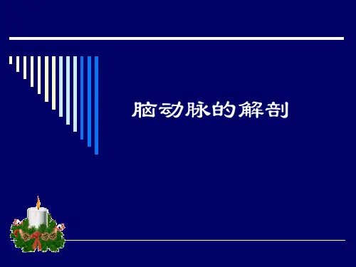 大脑动脉的解剖