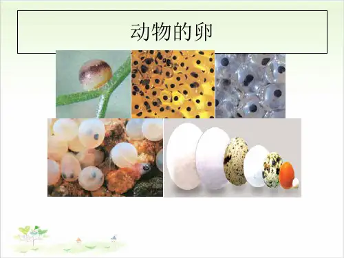 四年级下册科学-《动物的卵》优秀课件教科版