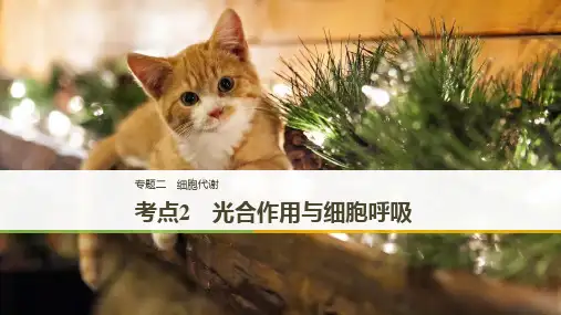高考生物二轮复习专题二细胞代谢考点2光合作用与细胞呼吸课件