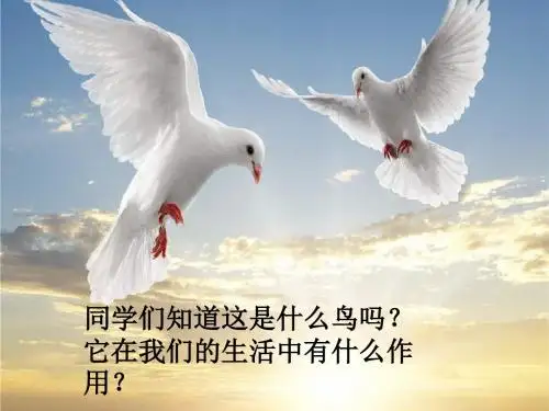 三年级音乐上册第三单元白鸽课件苏少版(1)