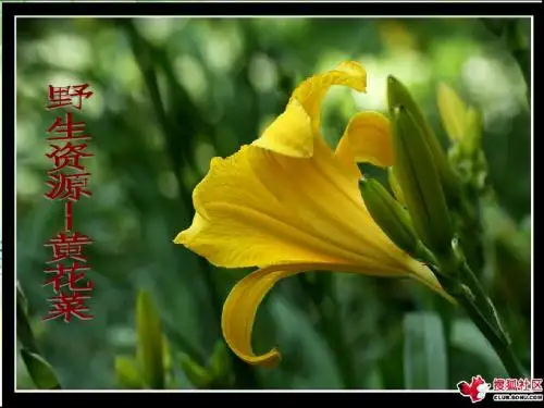 野生资源--黄花菜