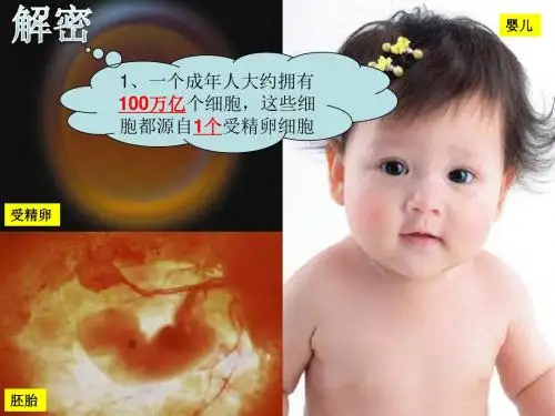 8.2细胞的分裂和分化