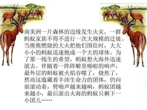 中学人教版七年级语文下册课件：27斑羚飞渡(共38张PPT)