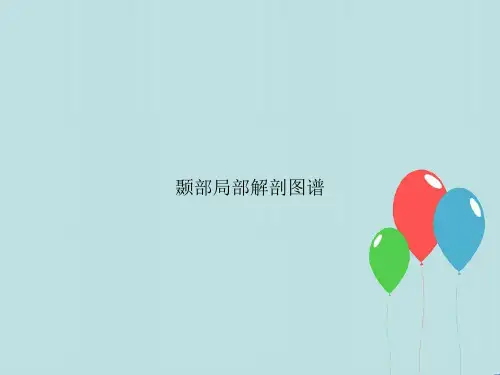 颞部局部解剖图谱