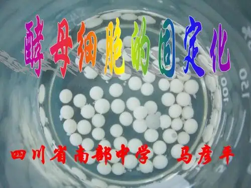 酵母细胞的固定化