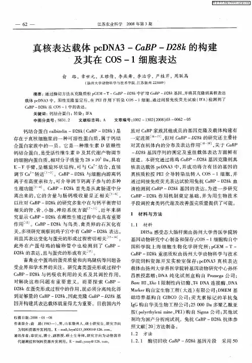 真核表达载体pcDNA3-CaBP—D28k的构建及其在COS-1细胞表达