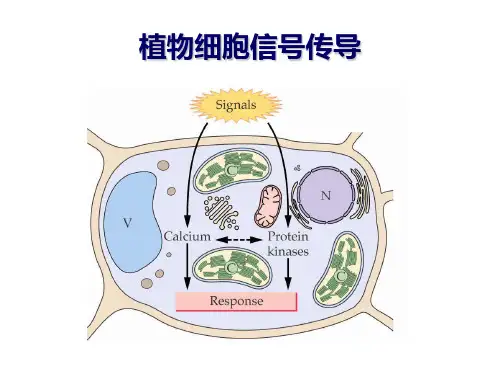 第六章 信号转导--第二信使-案例