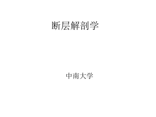 断层解剖学
