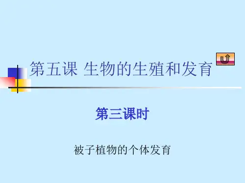 被子植物的个体发育PPT教学课件