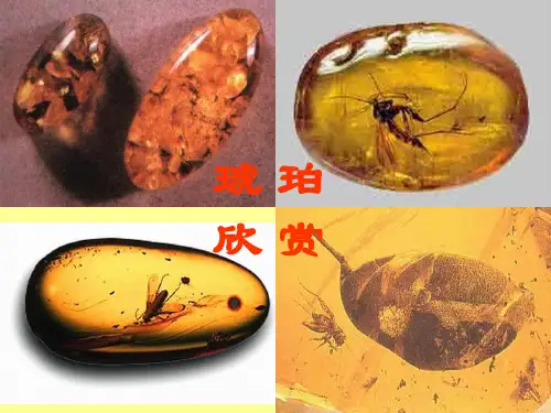 16《奇异的琥珀》(课件)