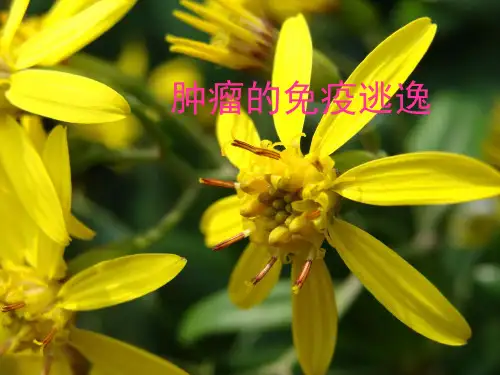 医学课件肿瘤的免疫逃逸
