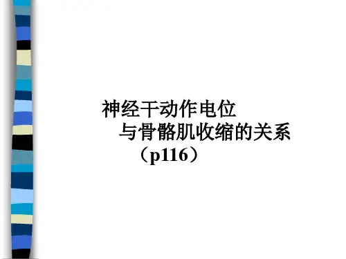 神经干动作电位与骨骼肌收缩的关系