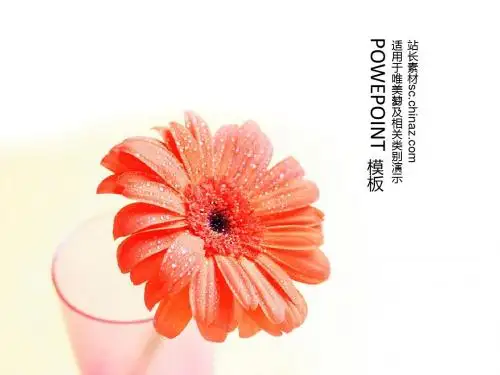 太阳花PPT