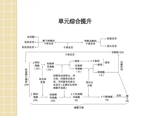 2012届高三生物一轮复习课件：2.1《遗传的细胞基础》单元综合(苏教版)