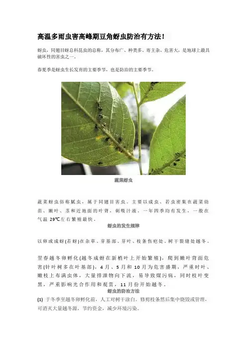 高温多雨虫害高峰期豆角蚜虫防治有方法