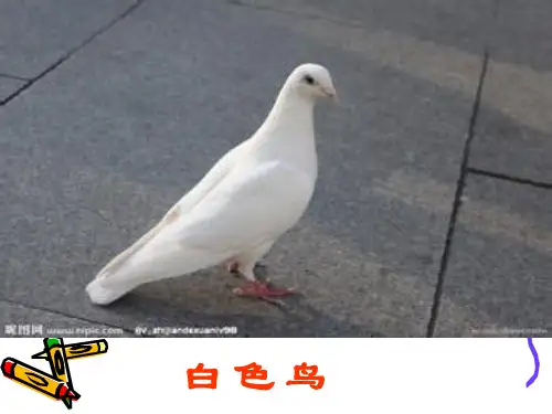 《白色鸟》ppt课件