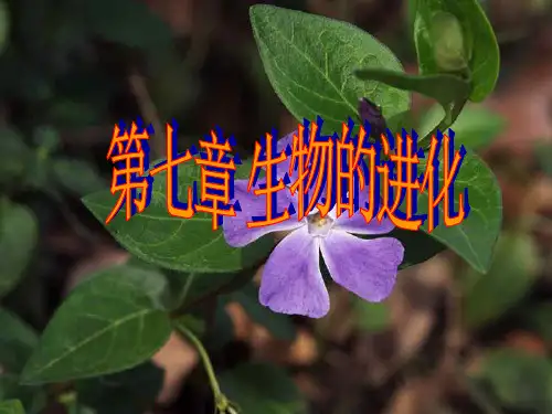 生物进化PPT课件