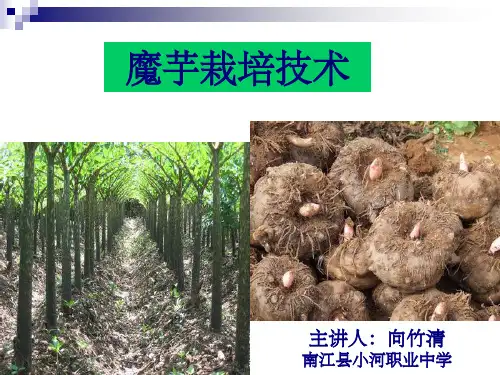 《魔芋种植技术》