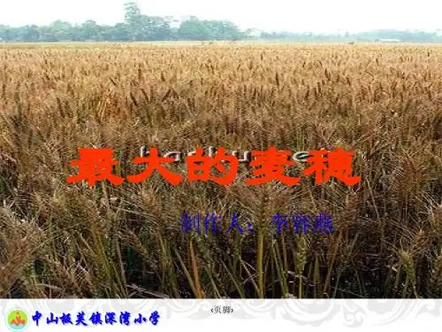 《最大的麦穗》ppt课件1