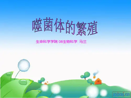 噬菌体的生活史
