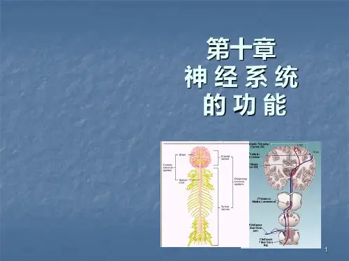 生理学神经系统ppt课件