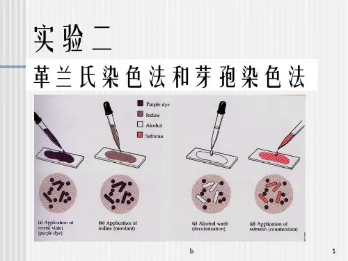 微生物革兰氏染色法和芽孢染色法