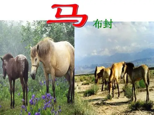 2013年最新初中语文精品教学课件:马