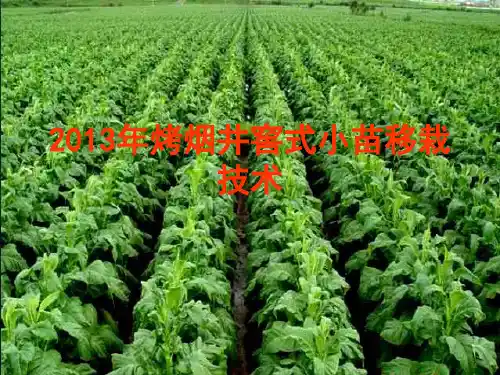 2013年烤烟井窖式小苗移栽2013.10.11