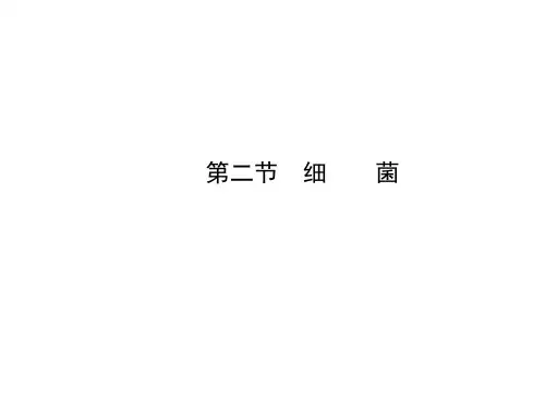 新人教版八年级生物上册第五单元第四章第二节细菌课件