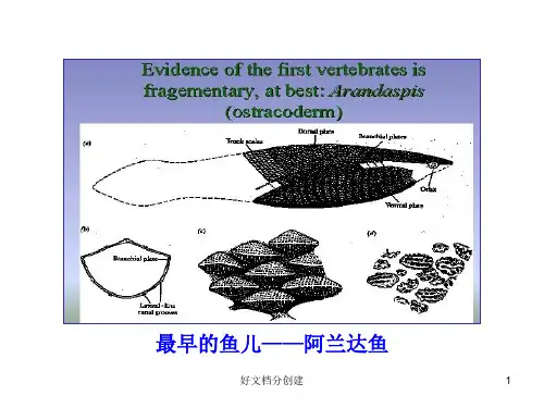 2020新课标改编版初中语文多媒体教学课件：21  化石吟(人教版七年级上)_31-35
