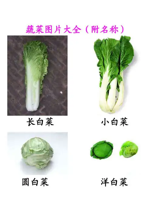 蔬菜图片大全(附名称)