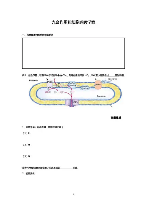 高中生物光合呼吸学案